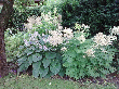 Hosta sieboldiana und Aruncus sylvestris.gif