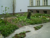 Frühling 2010: div. Narzissen