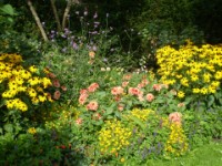 Staudenfläche; Rudbeckia, Günzel und Salbei, ergänzt mit Sommerblumen