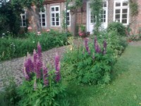 Staudenrabatte mit Lupinen