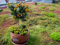 Dachgarten Dachgarten